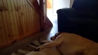 Funny Snoring Dog / Смешной храп спящей собаки