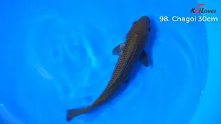 Chagoi 98 - Mở bán cá Koi Nhật mùa hè 2021