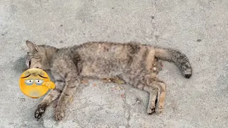 Kitten Death So Sad Why he death in Pagoda  Sad Cat Video 2022