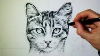 Comment dessiner un chat [Tutoriel]