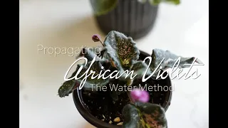 Propagating African Violets Using the Water Method