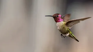 Anna Hummingbird singing