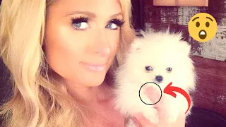 12 Things to Know Before Getting a Pomeranian Puppy (SHOCKING!!!)