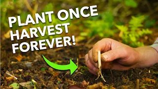 7 Easy Perennial Vegetables To Grow: Harvest Year After Year... 👩‍🌾 🧑‍🌾