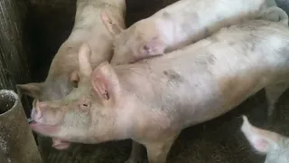 Завтра везтиму воду в бідонах. Криниця БЕЗ ВОДИ🐖😢😢