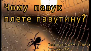 Чому павук плете павутину? | Цікавинки для Чомусиків