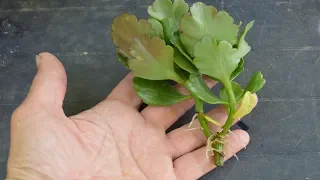 Суккуленты и кактусы в моей оранжерейке.  Как ухаживать и размножать суккуленты и кактусы!