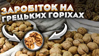 Як заробити на грецьких горіхах?