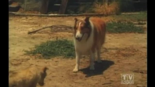 Lassie The Alone Years (Season 17 Eps 5 The Innocents)