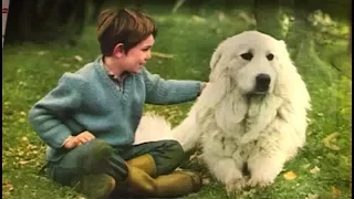 Cécile Aubry et Mehdi parlent du chien Flanker | Belle et Sébastien