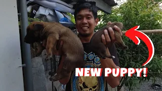 Vlog 65: BELGIAN MALINOIS ba to? Bat ang liit?