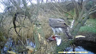 Ястреб  поймал голубя. The hawk caught the pigeon.