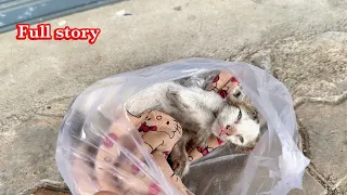 Full story:Rescue dying kitten that the owner abandoned it front my clinic the kitten only breathing