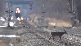 2 Deer Walk On Tracks With Train Coming! One NS Engine Struggles To Pull Big Train! Fast CSX GP38-2