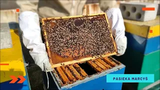 Pierwszy przegląd wiosenny pszczół 2022.