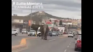 FRIDAY FUNNY - CIRCUS ELEPHANT ESCAPES & ROAMS STREET OF BUTTE MONTANA