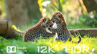 Dolby Vision 12K HDR 60fps - Amazing World Animals And Relaxing Piano Music