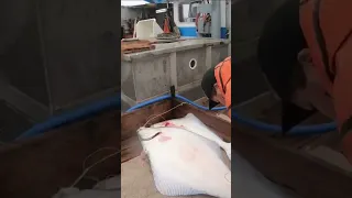 Fishing Alaska halibut