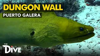 Throwback to ‌Diving Trip to Puerto Galera’s Dungon Wall | The Dive