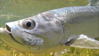 Cuba - Fly fishing for Tarpon, Bonefish and more at Isla de la Juventud