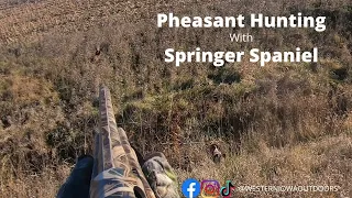 Pheasant Hunting with English Springer Spaniel.