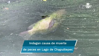 ¿Qué le está pasando a los peces en el Lago de Chapultepec?