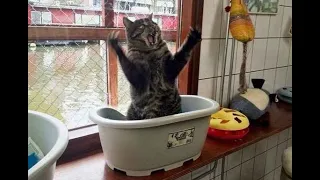 😺 Cats are great and powerful! 🐈 Funny video with cats and kittens! 😸