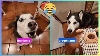 These HUSKIES TALK 😮 and have conversations with their owner! The MOST VIRAL of Max and Bombón!