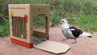 Easy Pigeon Bird Trap Using Cardboard Box And Woods - Simple Bird Trap That Work 100%