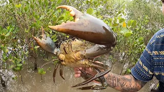 Mudzilla Mud Crab (catch,clean & cook)