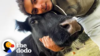 Cow Thinks She's A Dog And Follows His Human Best Friend Everywhere | The Dodo Soulmates