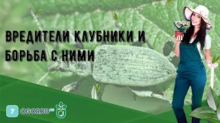 Вредители клубники и борьба с ними