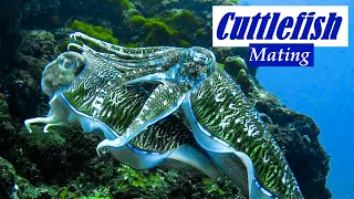 Cuttlefish Mating | Tintenfisch Paarung