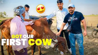 Got Our First Pure Breed “Gir Cow”  from Gujarat