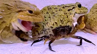 Asian Bullfrog With Big Crab! Asian Bullfrog Live Feeding