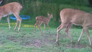 Doe, fawn, and rabbit (242)