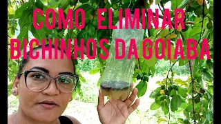 COMO COMBATER BICHINHOS DA GOIABA