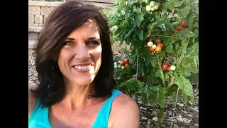 🍅LIVE: Growing Lots of Tomatoes in the Summer Heat -  Q & A  (REPLAY)