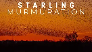 A WILDLIFE SPECTACLE! Starling Murmuration, RSPB Ham Wall Nature Reserve