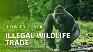 How to Cover the Illegal Wildlife Trade | Mongabay Webinars