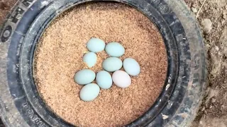 Farm Life | Harvesting duck eggs goes to the market sell
