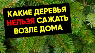 Вот Какие Деревья Нельзя Сажать Рядом с Домом