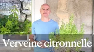 Verveine citronnelle (Aloysia citriodora) : calmante, digestive, antioxydante