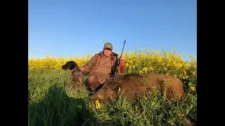 Wild Hunt. Polowanie na dziki. Deutsch drahthaar. Wildboar hunting.