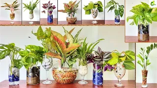 How To Grow An Indoor Water Garden/Plants Growing In Water Only/Water Plants Indoor/ORGANIC GARDEN