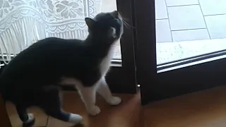 это самый умный кот на свете