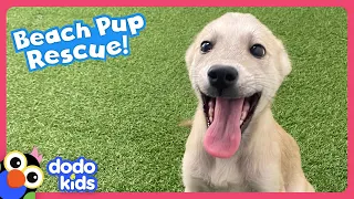 Rescuers Find A Beach Full Of Puppies That Need Saving! | Dodo Kids | Rescued!