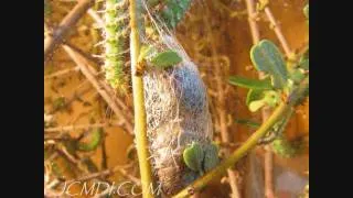 Silkmoth building cocoon Hi Res 720p HD Timelapse V05247