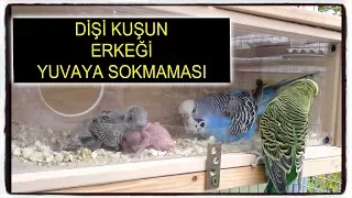 DİŞİNİN ERKEĞİ YUVAYA ALMAMA SORUNU (VLOG)