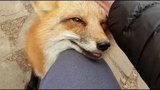 Alice the fox. What is the happiness of a fox?